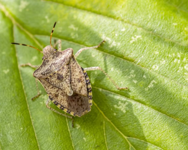 mottled brown stink bug crawling on a twig, blurred green background