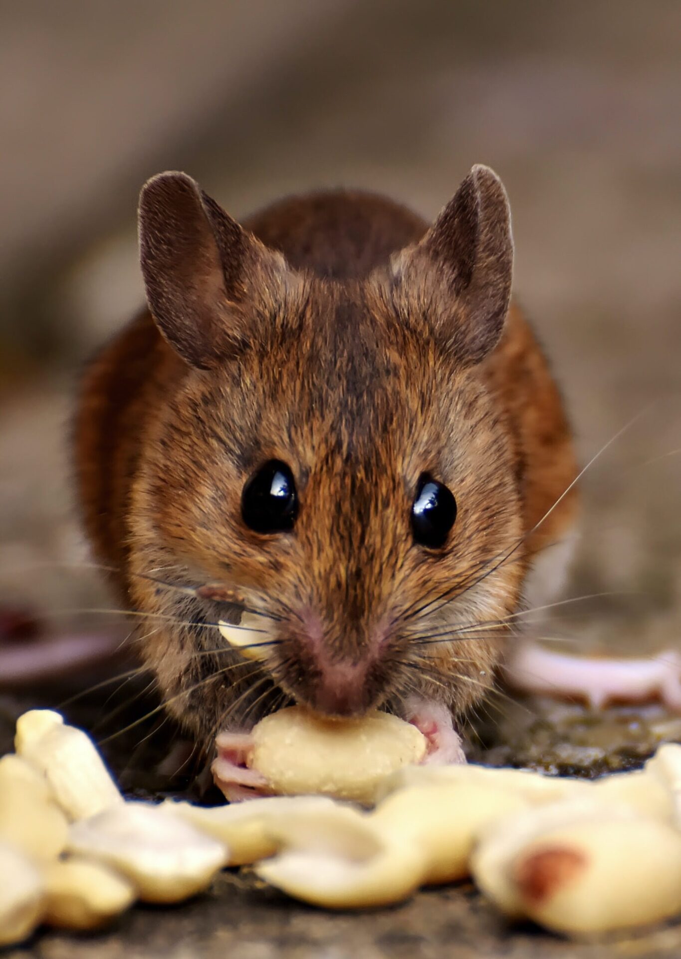 brown rat with pink paws and black eyes eating peanuts