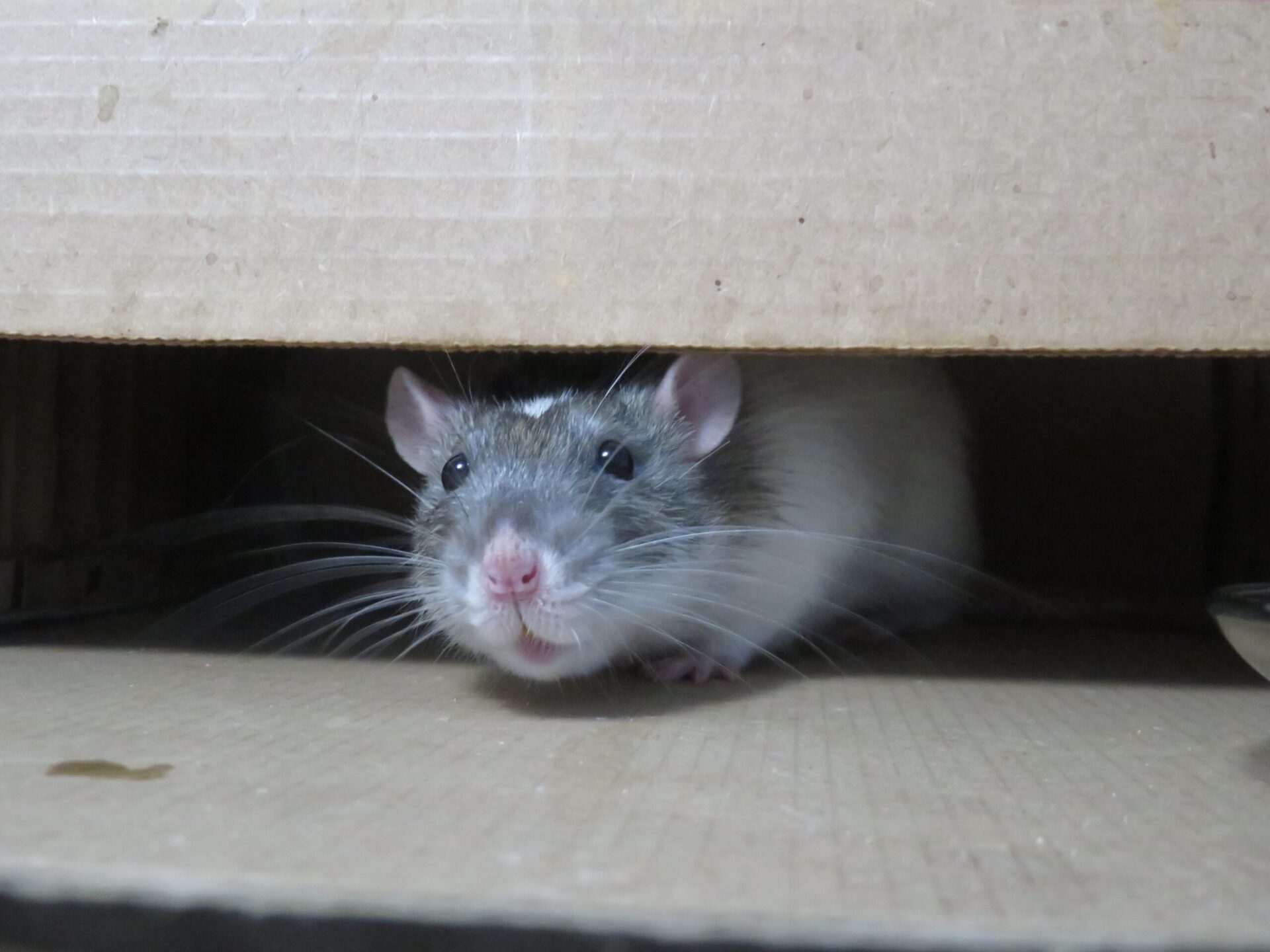 gray and white rat with a pink nose, pink ears, and long white whiskers peeking out of a box in a home