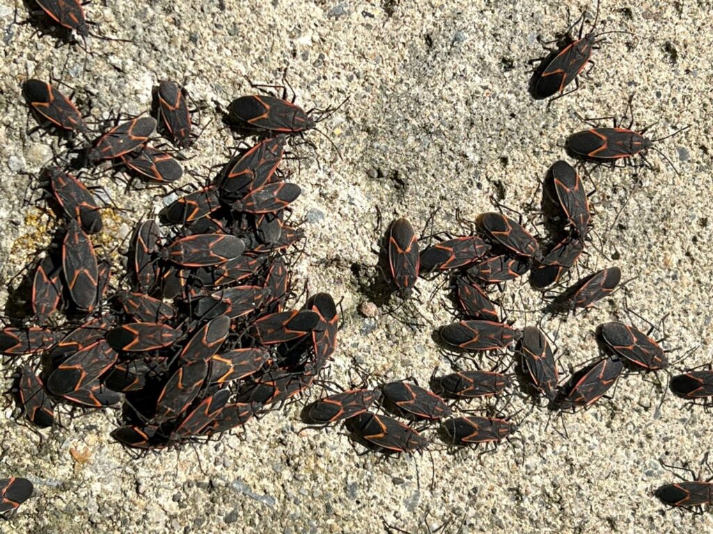 cluster of black boxelder bugs with red stripes on concrete