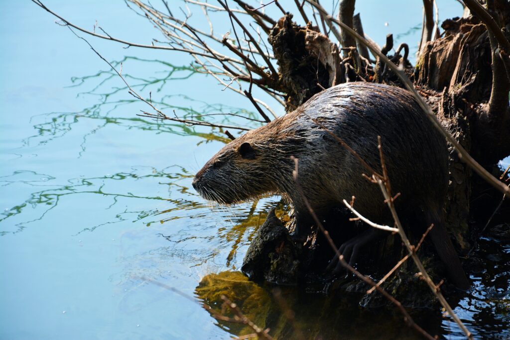 brown beaver standing on a log in a body of water in Massachusetts