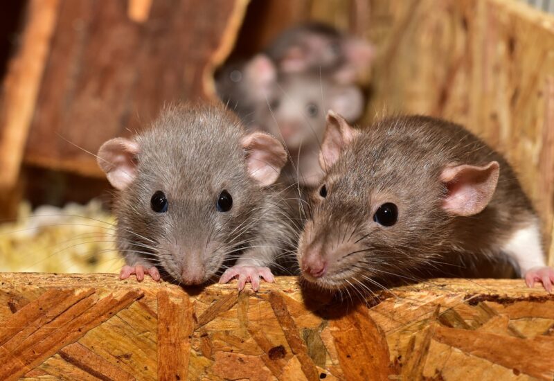 three grayish brown mice with black eyes, pink feet, and pink ears in an unfinished wood area