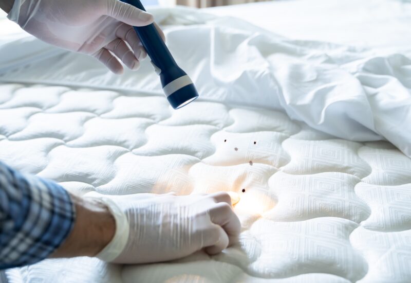 adult hand wearing a white latex glove inspecting a mattress with bed bug activity