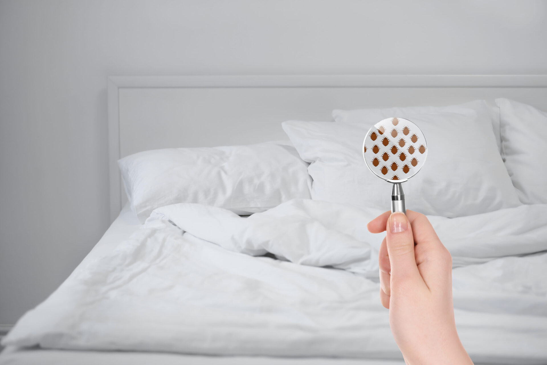 woman holding a magnifying glass inspecting a bed with white linens for bed bug activity