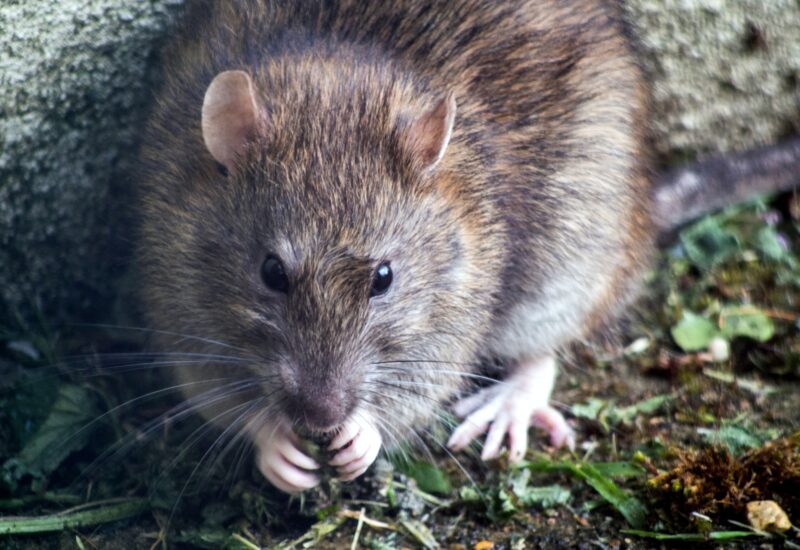 brown rat with pink feet and hairless ears; greens and dirt on the floor