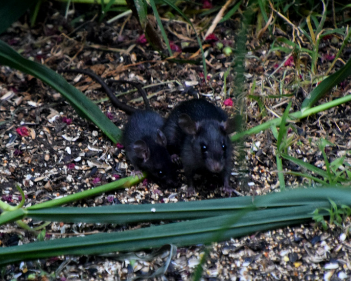 two black roof rats sitting on vegetation, including green plants, birdseed, and debris