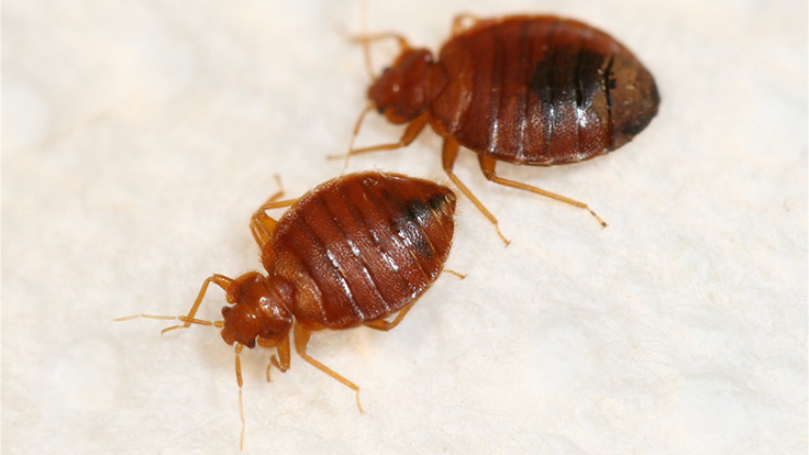 two reddish-brown bed bugs with red-brown legs and antennae on a white background