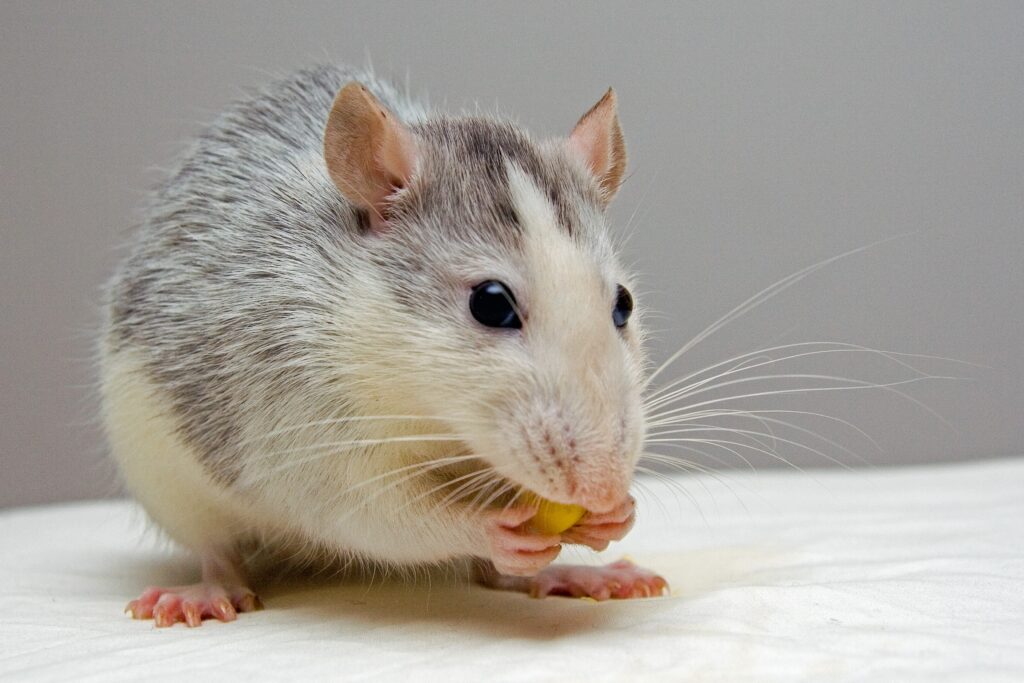 gray and white mouse with pink feet and ears eating a piece of food on a white surface with a gray background