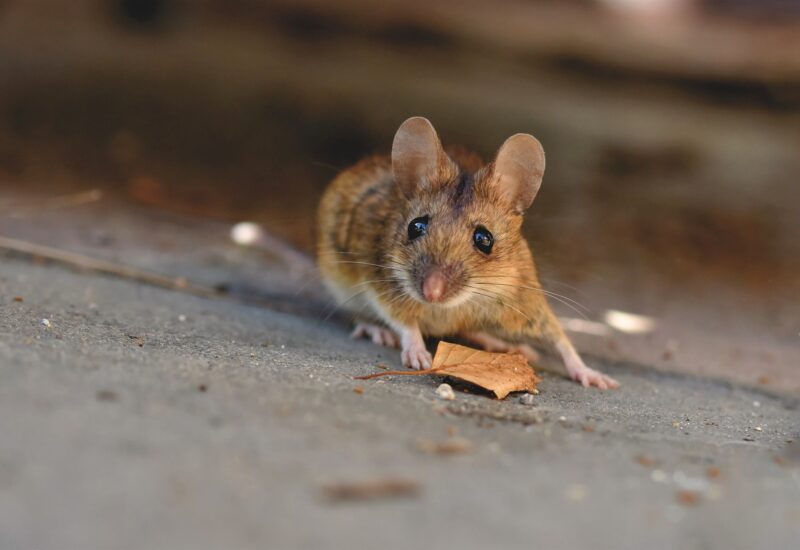 brown house mouse with small, black eyes on a rustic wood floor of an attic with debris