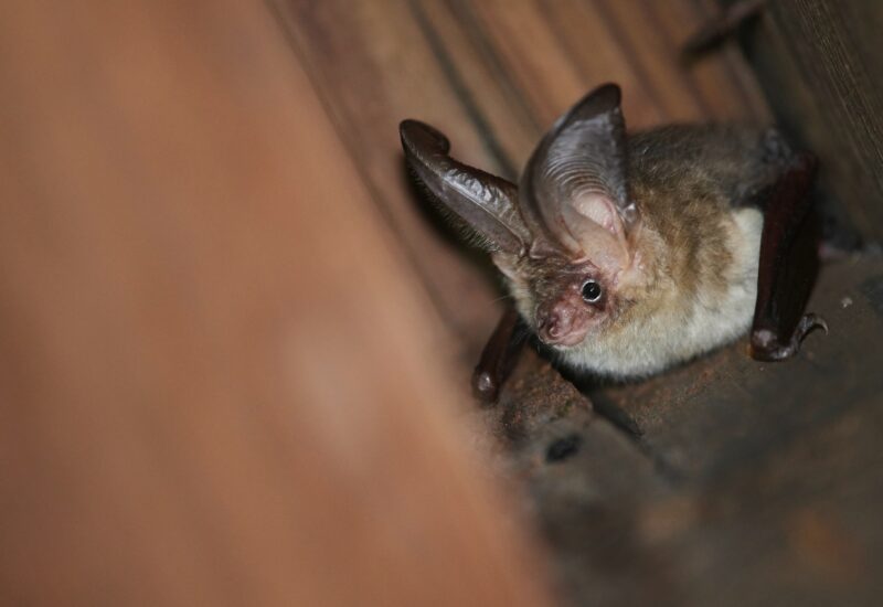brown and gray bat handing from the wooden rafters inside a home