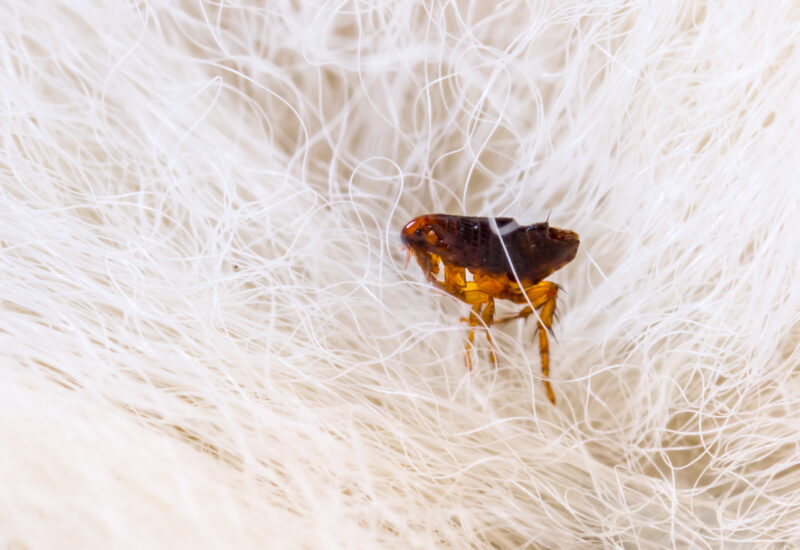 close-up of a reddish-brown flea in white pet fur