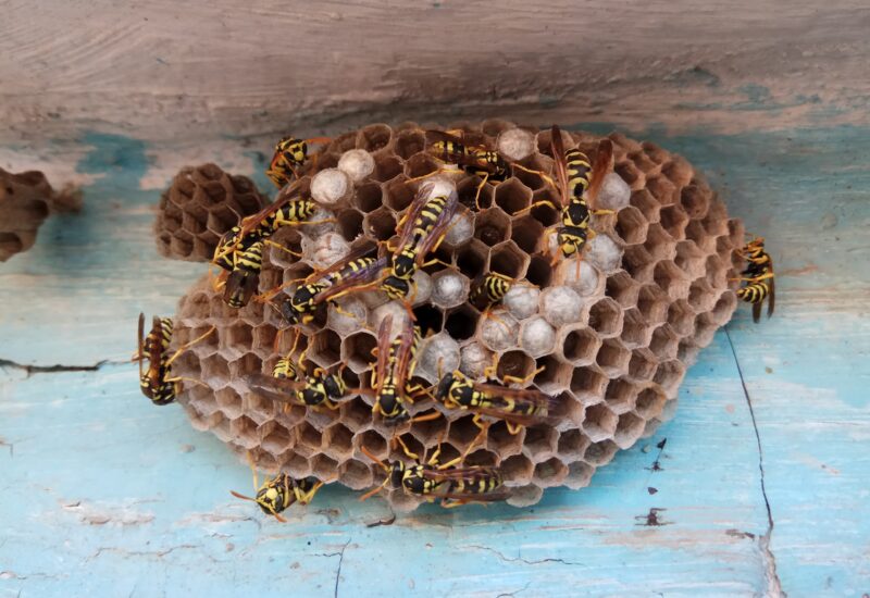 paper wasp nest with wasps on a blue and tan wood surface