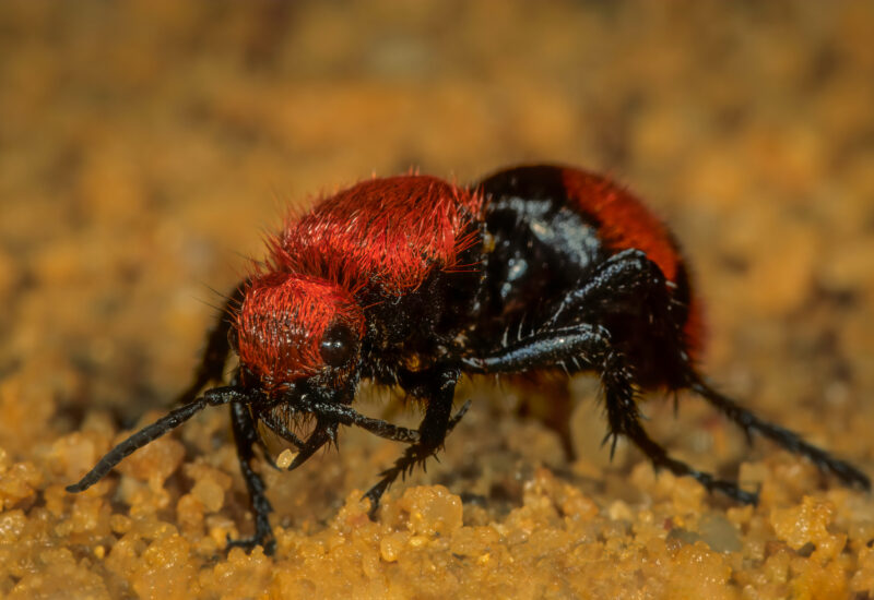 cow killer ant with a fuzzy red and glossy black body standing on dirt