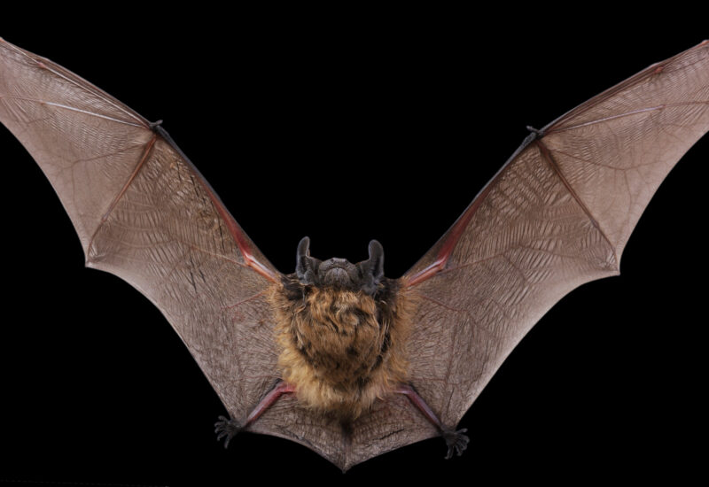 little brown bat mid-flight with wings outstretched against a black background