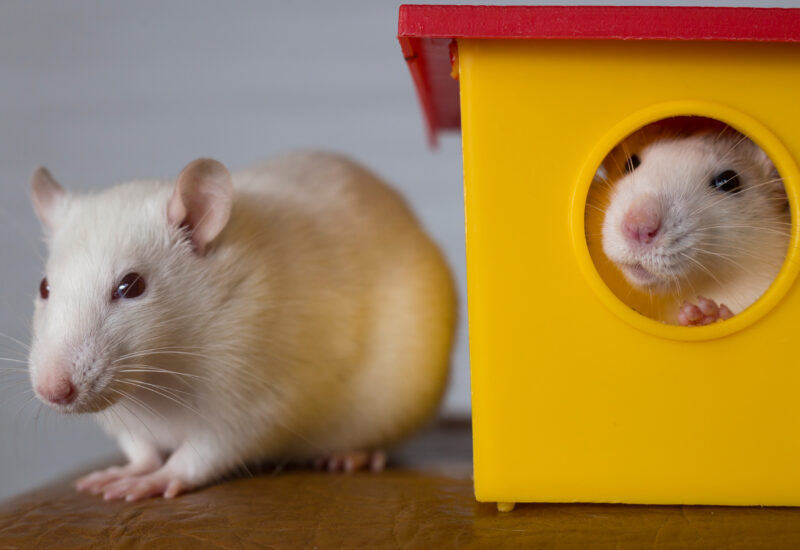 two white pet rats with pink noses, ears and feet; one in a yellow toy house with a red roof