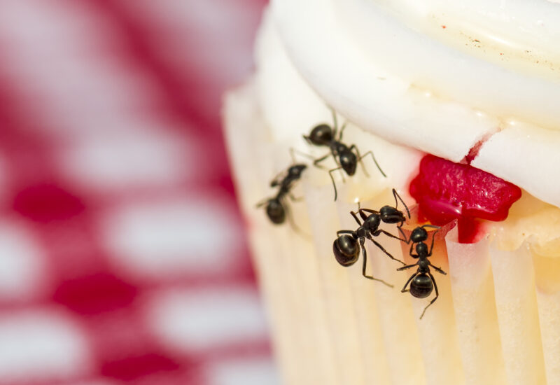 Close up view of ants on a vanilla cupcake with white icing and a red and white checked tablecloth in the background