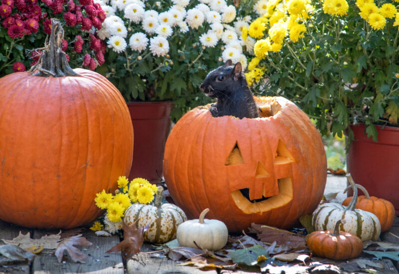 A smiling black squirrel pops out of a Jack o lantern. BOO! Happy Halloween!