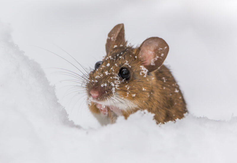 small brown mouse with pink ears, a pink nose, and beady black eyes peeking out of a snowy landscape