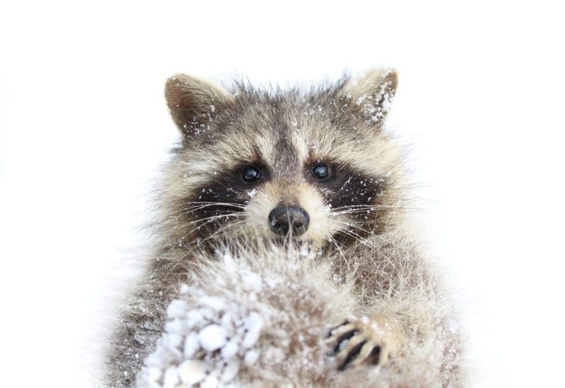 raccoon with snowy fur looking straight into the camera