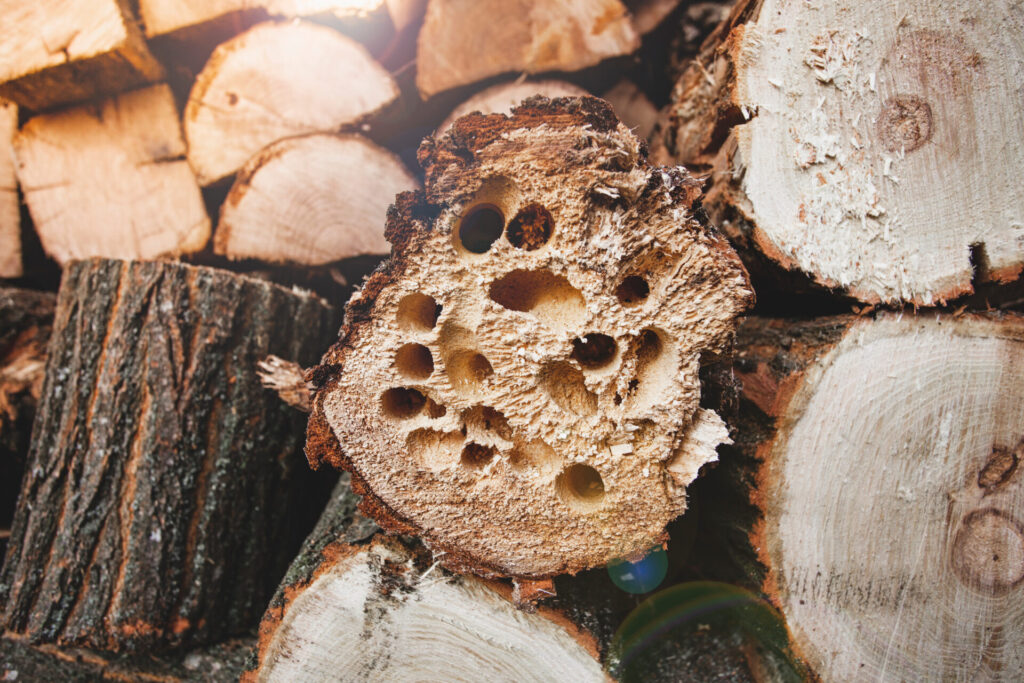holes in the end of a piece of firewood caused by beetles