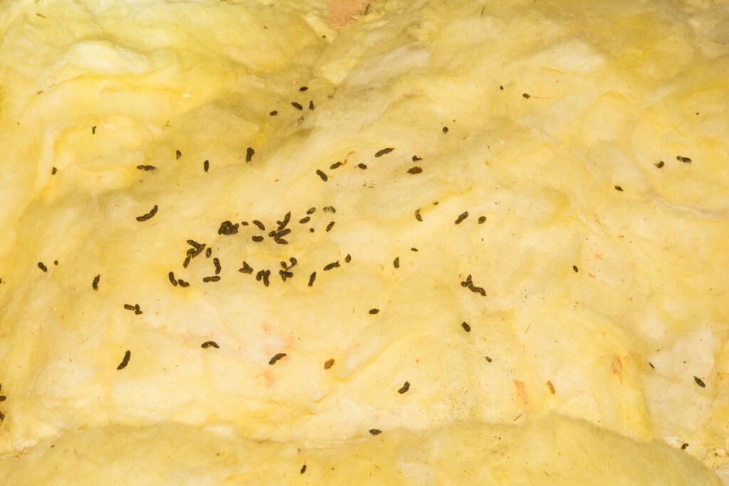 pest droppings on insulation are a sign of a pest problem that may require insulation replacement