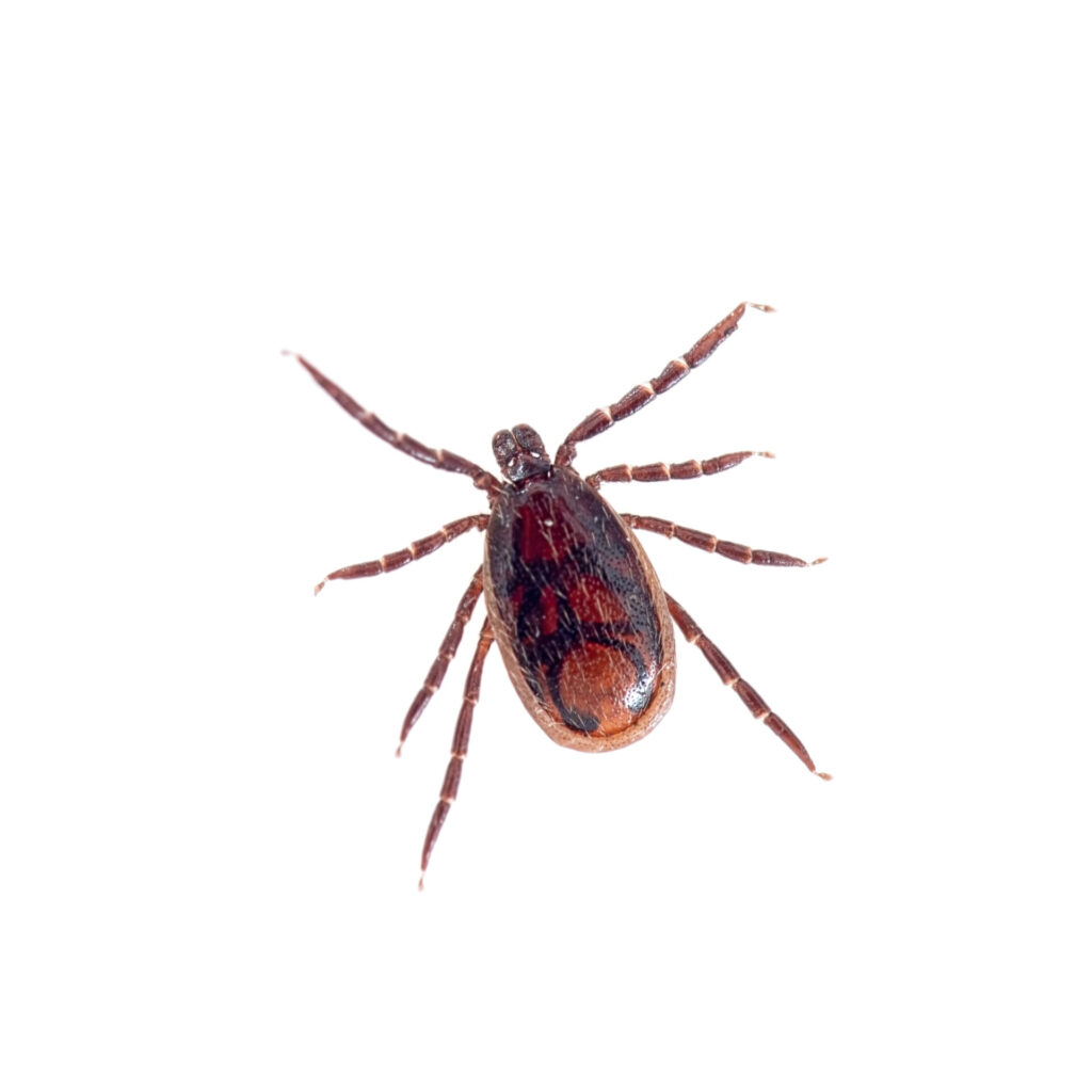 closeup of a brown dog tick with its eight legs outspread against a white background
