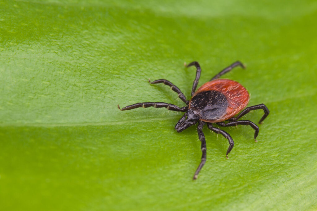 black-legged tick with a reddish-brown body crawls on a green leaf 