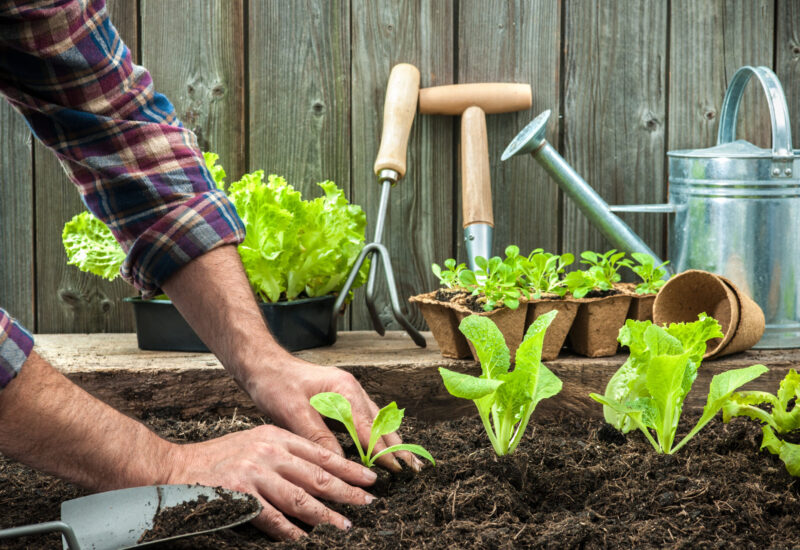 male hands planting a seedling in soil; three other seedlings are already planted with gardening tools and other plants in the background against a wood fence